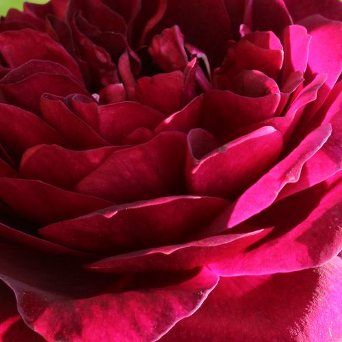 Online rózsa kertészet - climber, futó rózsa - lila - Rosa Tradescant - intenzív illatú rózsa - David Austin - Tökéletes, rozetta formájú virágai a nyílás során a sötét kárminvörösből a lilába hajlanak.